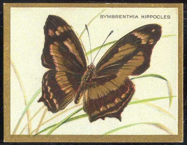 Symbrenthia Hippocles